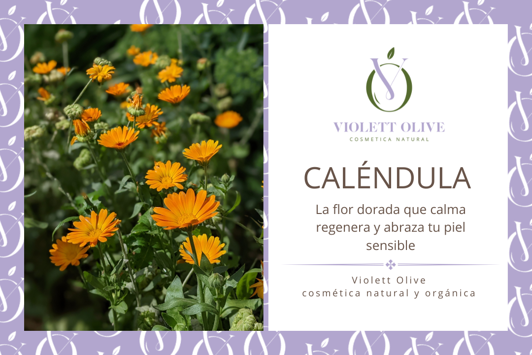 CALENDULA VIOLETT OLIVE COSMETICA NATURAL Y ORGANICA
