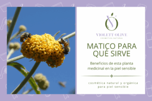 Blog Matico para qué sirve: beneficios de esta planta medicinal en la piel sensible Violett Olive cosmética natural y orgánica